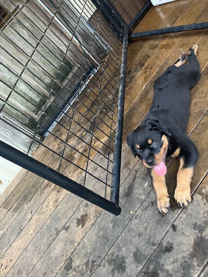 Rottweiler puppy from Carla Johaus Rottweilers, Dade City FL - photo 51 of 68