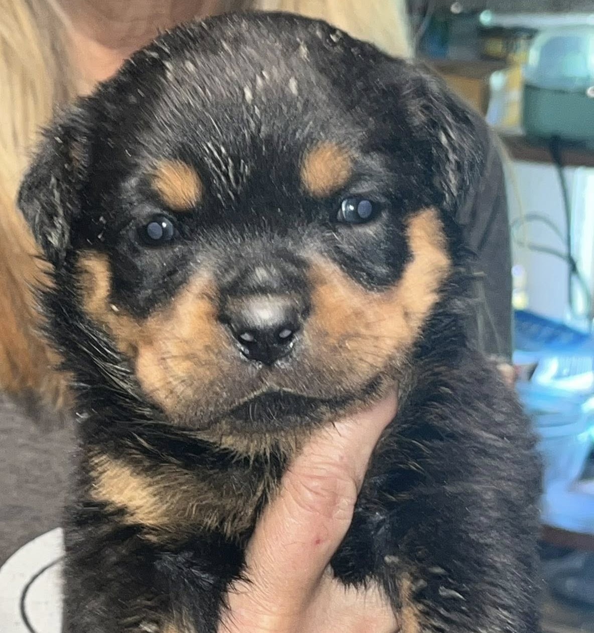 Rottweiler puppy from Carla Johaus Rottweilers, Dade City FL - photo 52 of 68