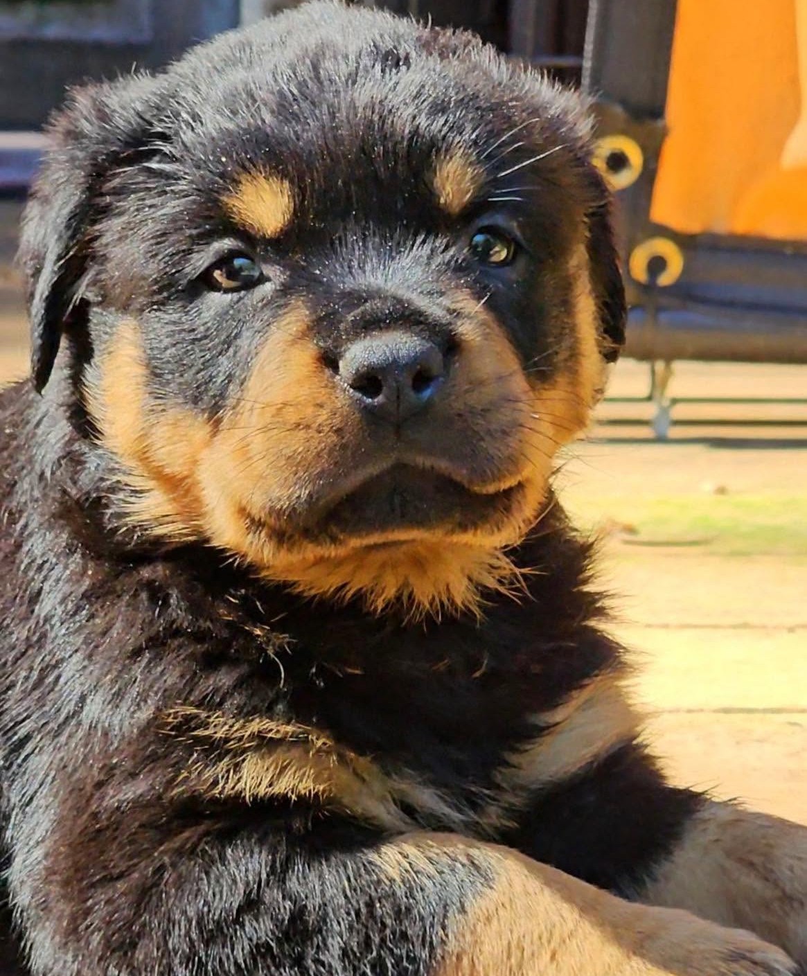 Rottweiler puppy from Carla Johaus Rottweilers, Dade City FL - photo 55 of 68