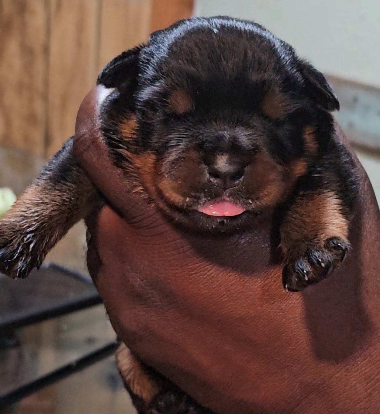 Rottweiler puppy from Carla Johaus Rottweilers, Dade City FL - photo 56 of 68