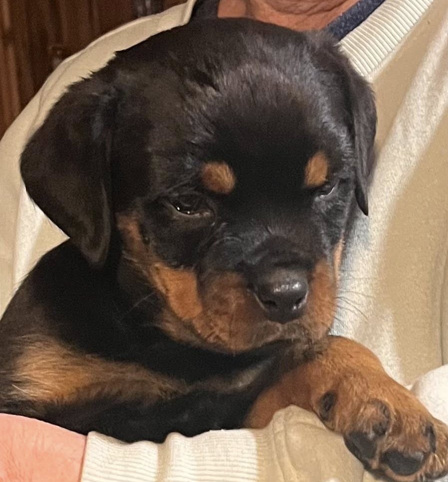 Rottweiler puppy from Carla Johaus Rottweilers, Dade City FL - photo 58 of 68