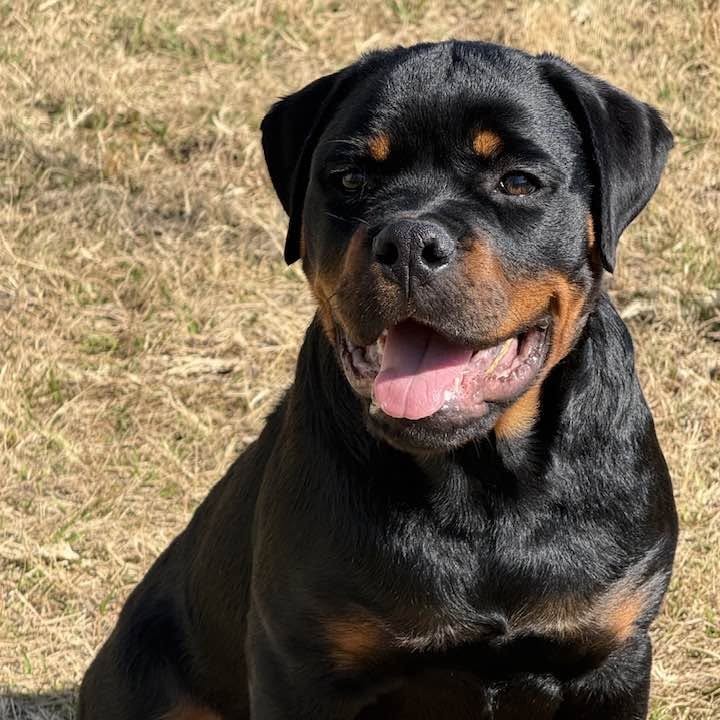 Rottweiler puppy from Carla Johaus Rottweilers, Dade City FL - photo 59 of 68