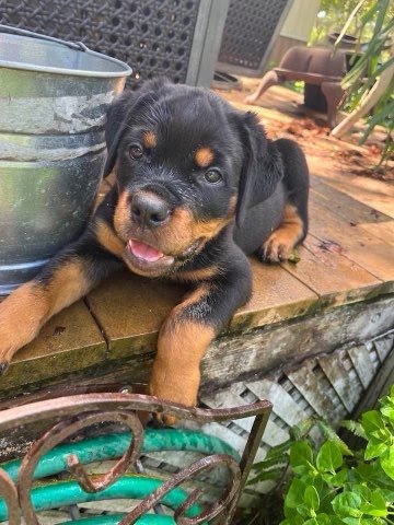Rottweiler Puppy