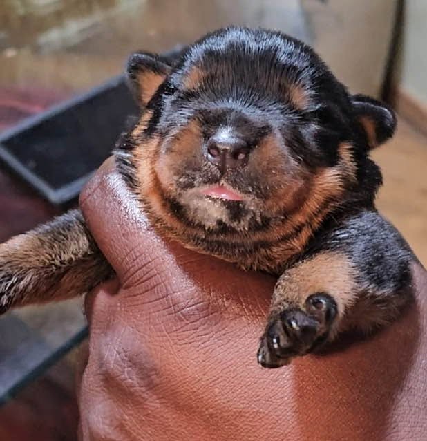 Rottweiler puppy from Carla Johaus Rottweilers, Dade City FL - photo 60 of 68