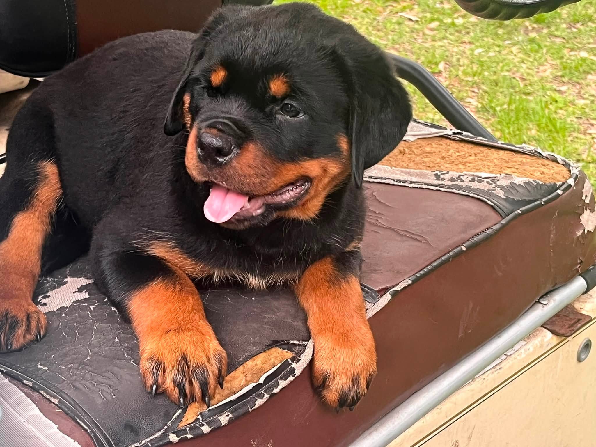 Rottweiler puppy from Carla Johaus Rottweilers, Dade City FL - photo 63 of 68