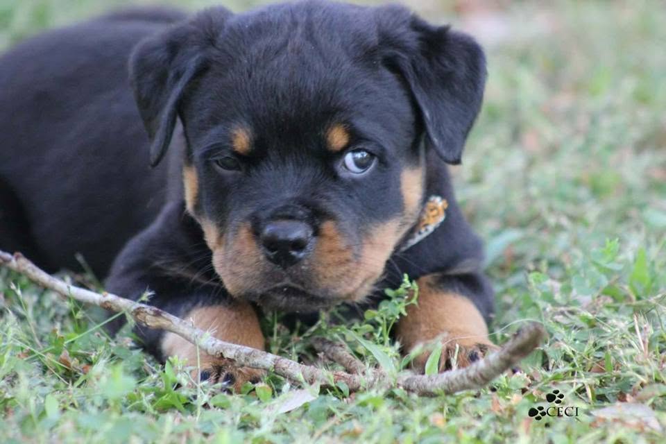 Rottweiler puppy from Carla Johaus Rottweilers, Dade City FL - photo 67 of 68