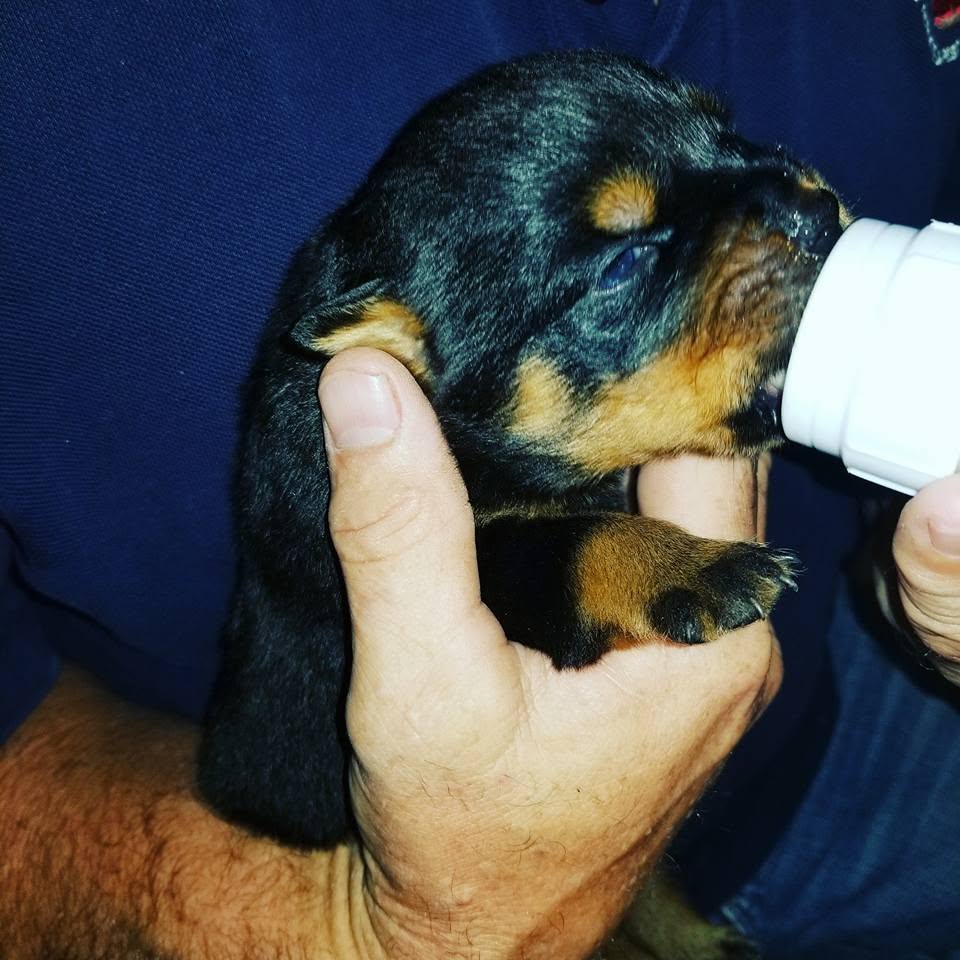 Rottweiler puppy from Carla Johaus Rottweilers, Dade City FL - photo 68 of 68