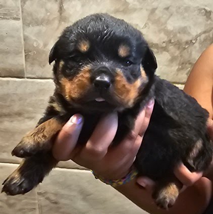 Rottweiler Puppy