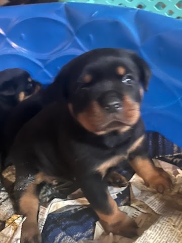 Rottweiler Puppy