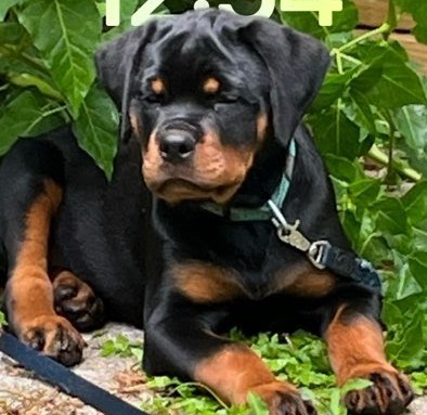 Rottweiler Puppy